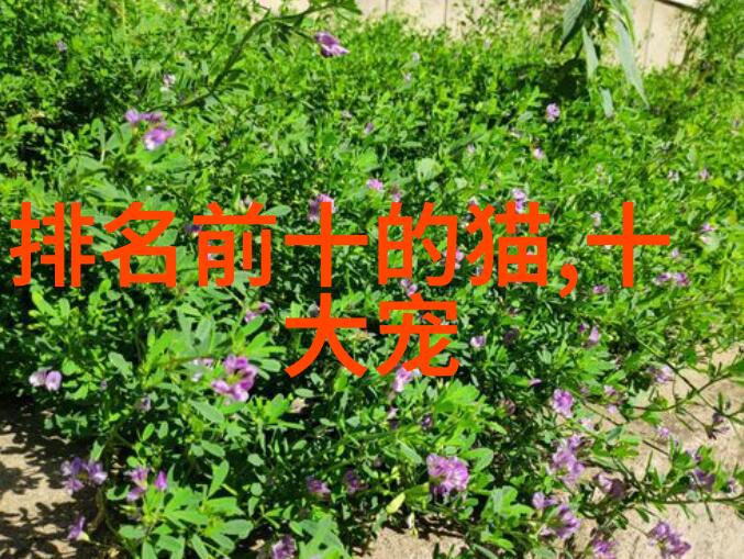 短腿猫是什么品种短腿猫特点生活习性介绍