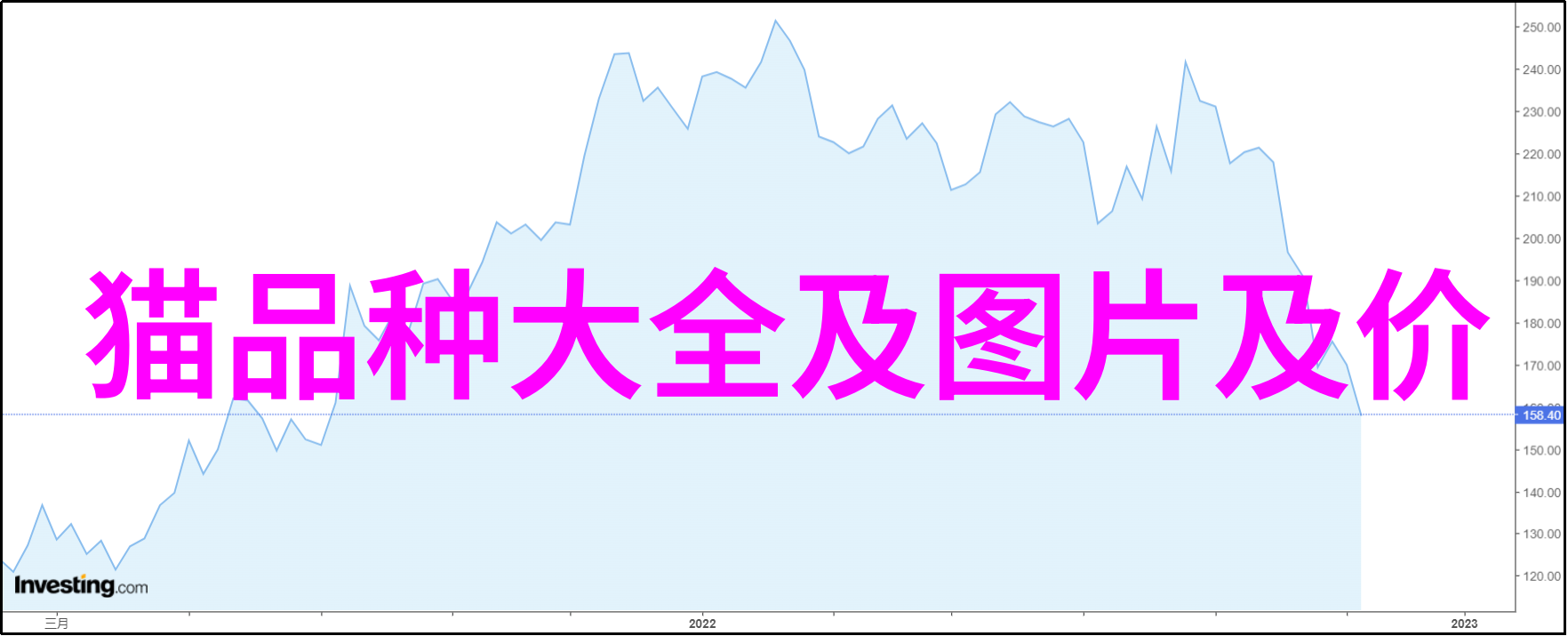 缅因猫品种介绍外貌图片欣赏 是古老的自然形成的品种猫