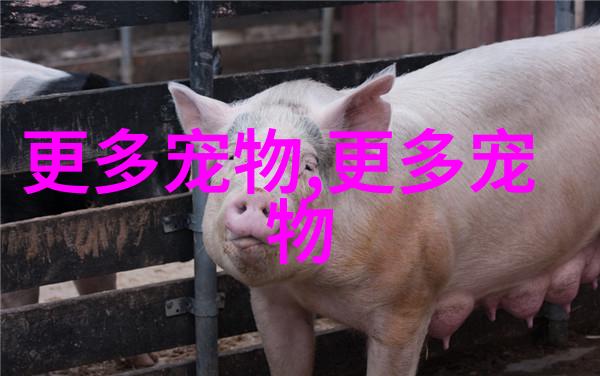 孔雀鱼温度多少合适
