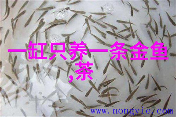 鱼缸开缸要注意什么鱼缸开缸需要怎么做