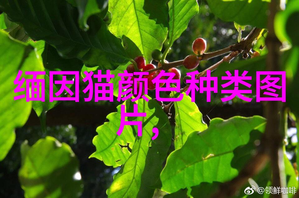 衣衫褴褛猫名字的由来及与布偶猫的关系