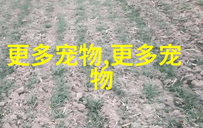 珍珠龟怎么分公母