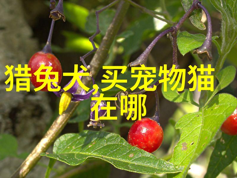 狗狗每次能吃多少蛋黄(2个月的小金毛一天大概喂他几个鸡蛋黄红枣稀饭加一起给他吃应该没什么问题吧我家狗